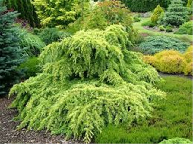 cedrus deodara golden horizon